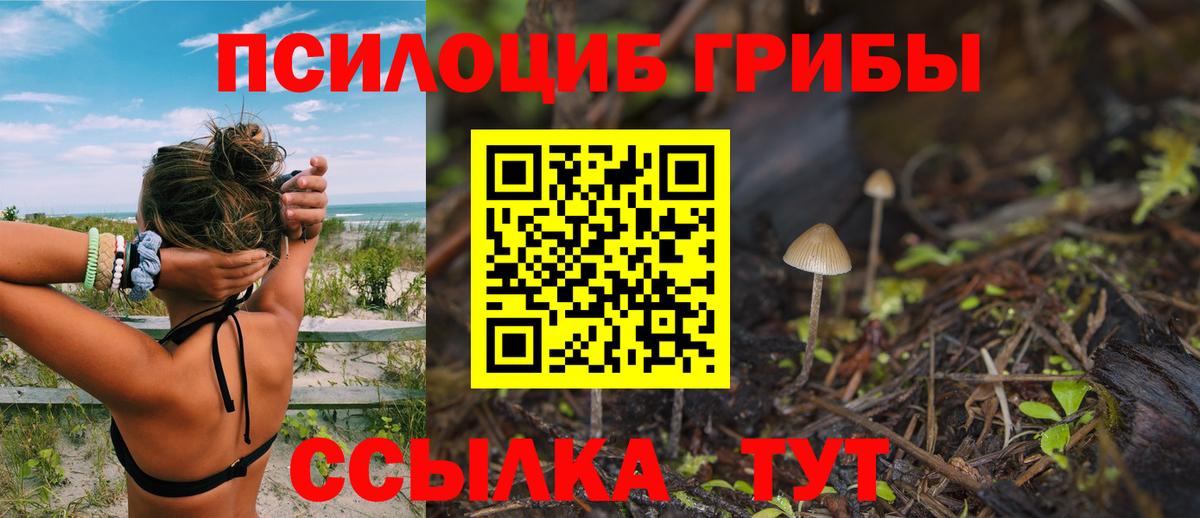 Губкин  Псилоцибиновые грибы ЛСД  Вход с VPN  Псилоцибиновые грибы Psilocybine cubensis 